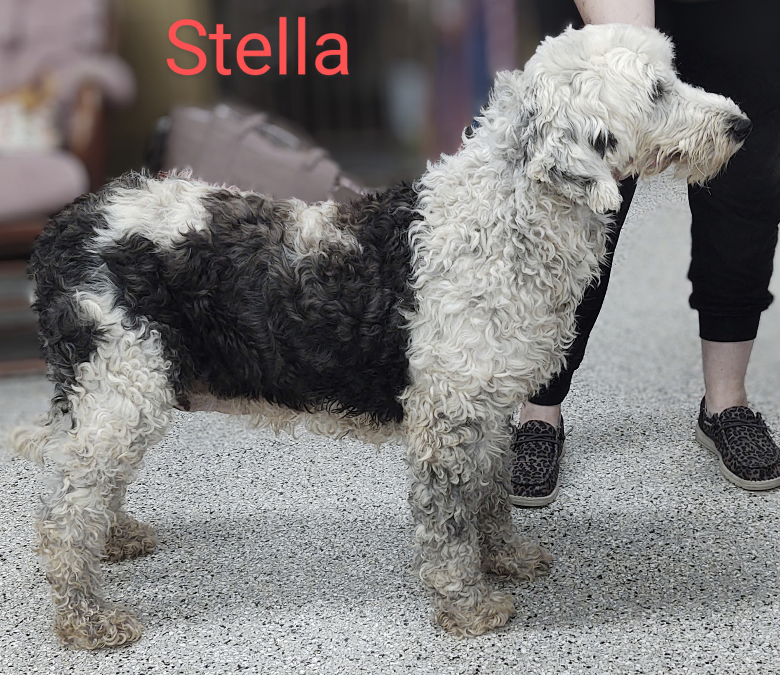 Stella