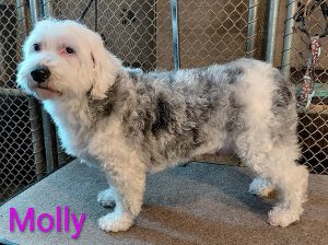 Molly